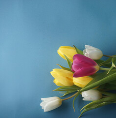 Gently blue background and a bouquet of yellow white pink tulips