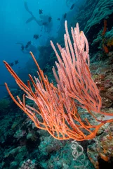 Rolgordijnen Een foto van het koraalrif © ScubaDiver