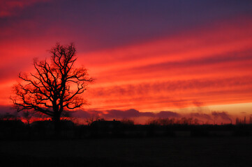 Sunset across fields with silhouetted tree zoomed
