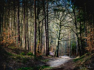 Spring. A mysterious path in the forest, a naked oak tree in the background