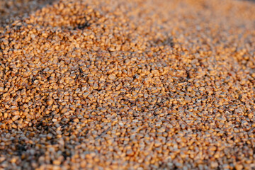  Corn grain after harvest. Close-up. Place for your text.