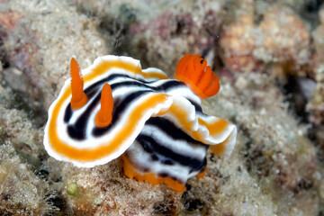 The beautiful colors of nudibranches