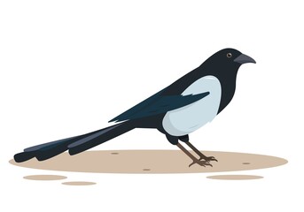 Magpie bird icon for nature design.