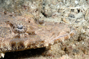 A picture of a crocodilefish