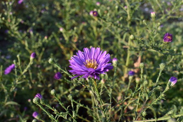 Fototapeta premium flowers in the garden