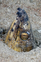 A detail of a black pitted snake eel