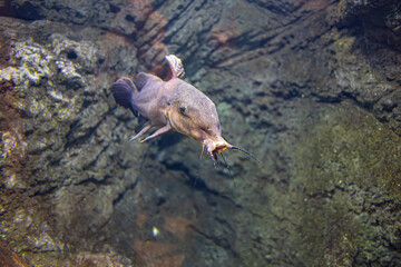 little fish animal swimming in the aquarium of the zoo of Zaragoza in Spain on a dark background