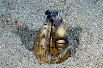 A detail of a black pitted snake eel