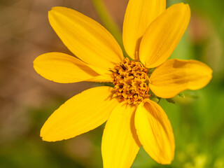 Macro of yellow wild flower