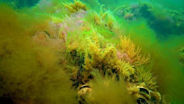 Black Sea, Hydroids Obelia, (coelenterates), Macrophytes Red and Green algae