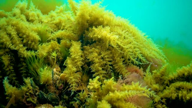 Black Sea, Hydroids Obelia, (coelenterates), Macrophytes Red and Green algae