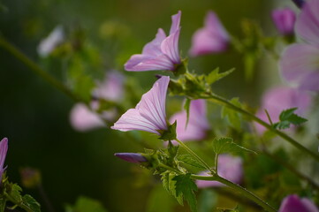 Beautiful soft purple flowers in the wild