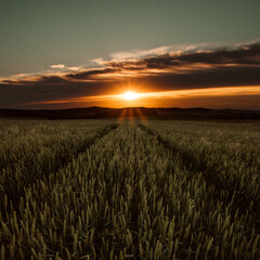 Obraz premium wheat field at sunset