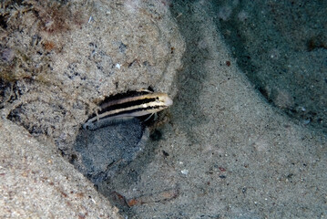 A beautiful picture of a shorthead sabretooth blenny