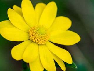 Macro of bright yellow wild flower