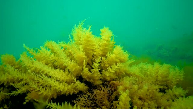 Black Sea, Hydroids Obelia, (coelenterates), Macrophytes Red and Green algae