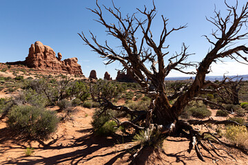 Paisaje con &aacute;rbol seco en Utah, Arizona.