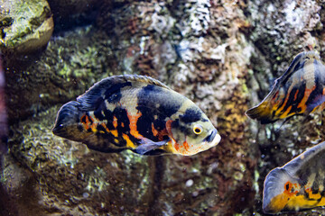 Fototapeta na wymiar little fish animal swimming in the aquarium of the zoo of Zaragoza in Spain on a dark background