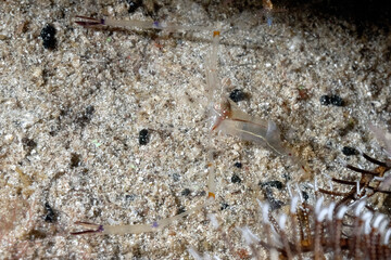 A picture of a red claw cuapetes shrimp