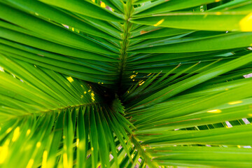 inside palm tree - obrazy, fototapety, plakaty