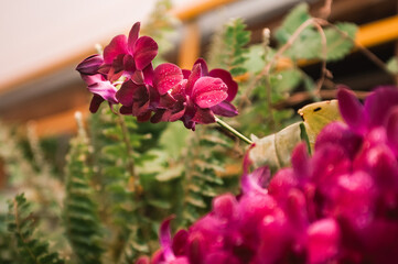 deep purple orchid wet on branches