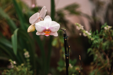 White and pink orchid