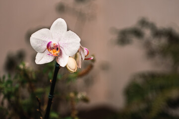 White and pink orchid close-up