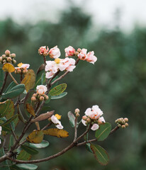cerrado flower with buds in close-up