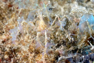 A picture of a spider crab