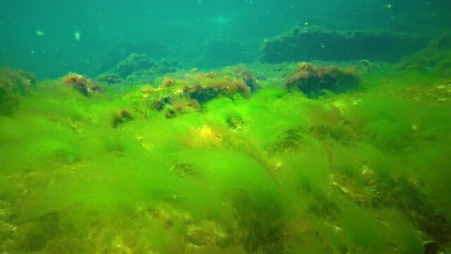 Macrophytes, Red and Green algae (Ceramium, Cladophora, Ulva, Enteromorpha) on the seabed. Algae of the Black Sea