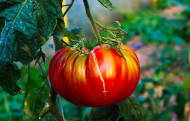 red tomatoes on the vine