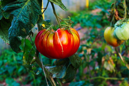 Huge Tomato In A Greenhouse With Cracks From Abiotic Factors.