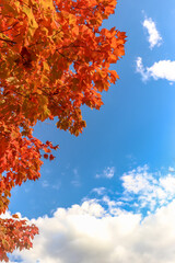 Looking up to the fall sky - Fall in Central Canada, ON