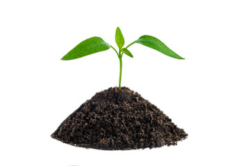 Small green sprout grows on the ground. Isolated on white