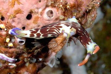 The beautiful colors of nudibranches