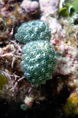 A picture of an ascidian