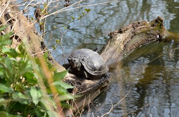 Ż&oacute;łwie w naturalnym srodowisku