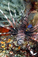 Fototapeta na wymiar A picture of a common lionfish