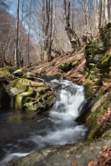 stream in the forest