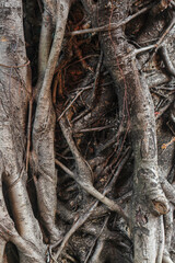 Fototapeta premium Trunk Tree
