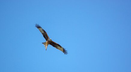 red kite soaring with outstretched wings in a beautiful blue spring sky