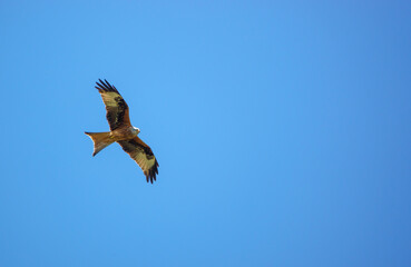 red kite soaring with outstretched wings in a beautiful blue spring sky