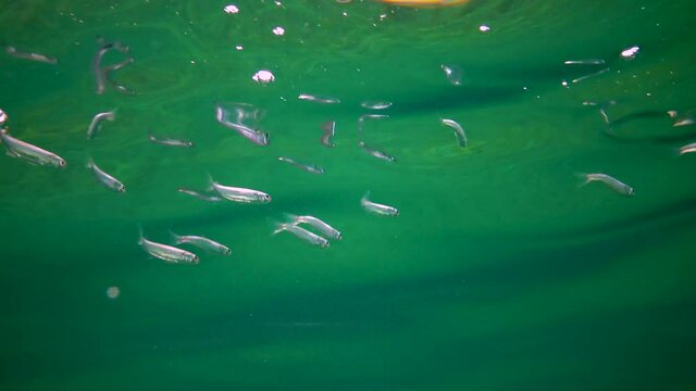 Juveniles of the Black Sea mullet swim quickly near the surface of the water, Black Sea