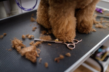 Close-up of metal scissors and dog's fur on the paw. The veterinarian cuts off excess hair from the animal. Concept of pet care and grooming for dogs. - 428888720