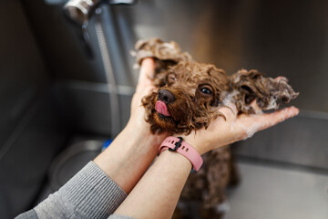 Fototapeta premium Brown poodle dog is groomed in salon. Female hands washing cute dog. Dog is wet and in shampoo. Concept of pet care and grooming for dogs. Copy space