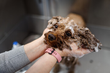 Brown poodle dog is groomed in salon. Female hands washing cute dog. Dog is wet and in shampoo. Concept of pet care and grooming for dogs. Copy space - 428888997
