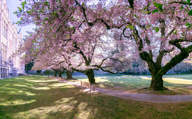 cherry blossom tree spring