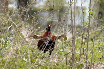 Common pheasant