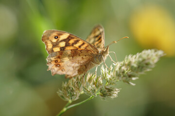 Macro of a butterfly