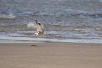 Sandpiper in flight